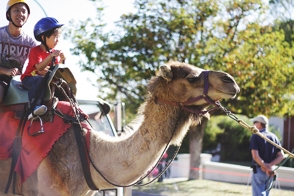 nanson-jinn-nat-camel