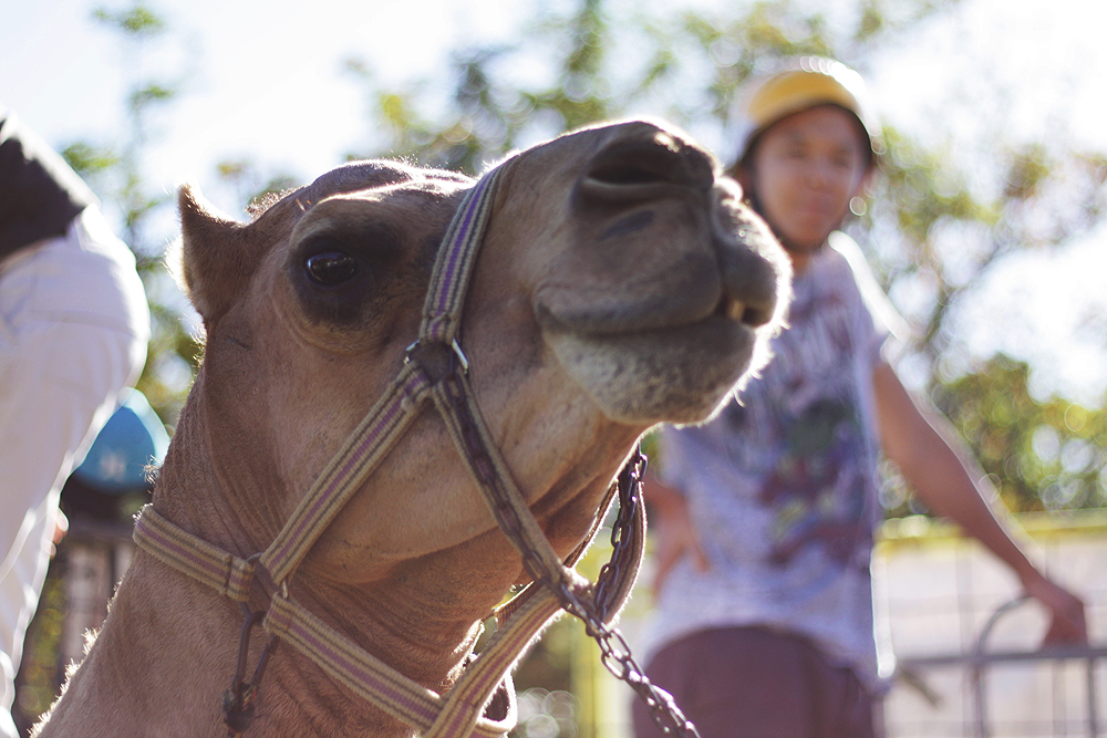 nanson-st-jinn-camel