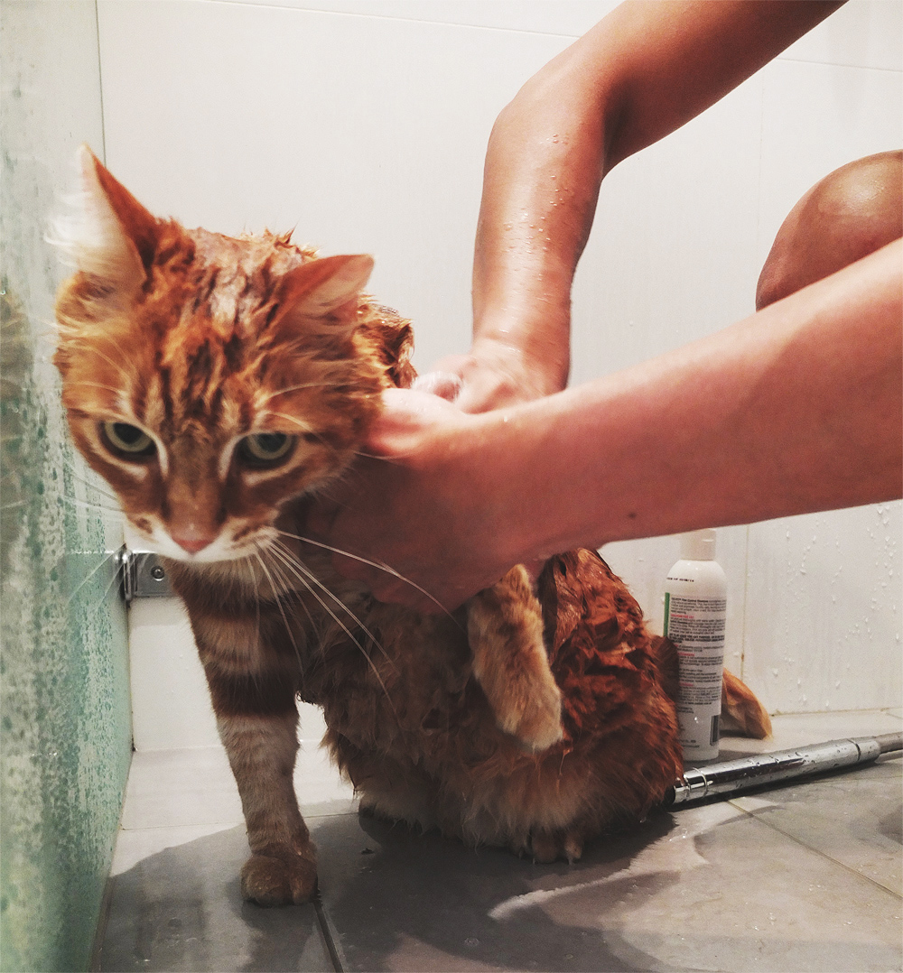 bobs-schnooks-shower