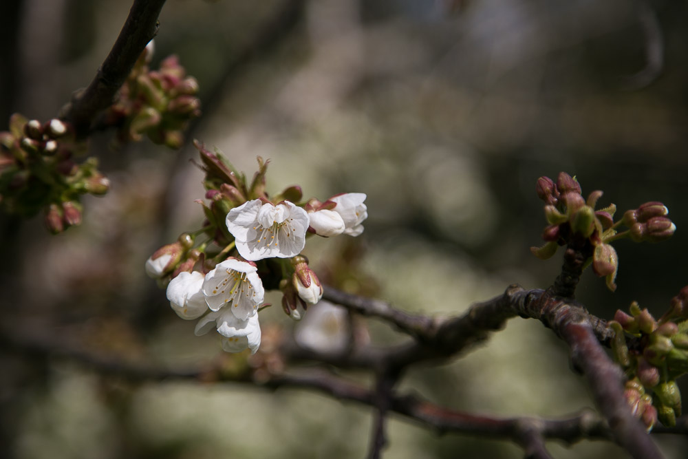 brittany-countryside-7