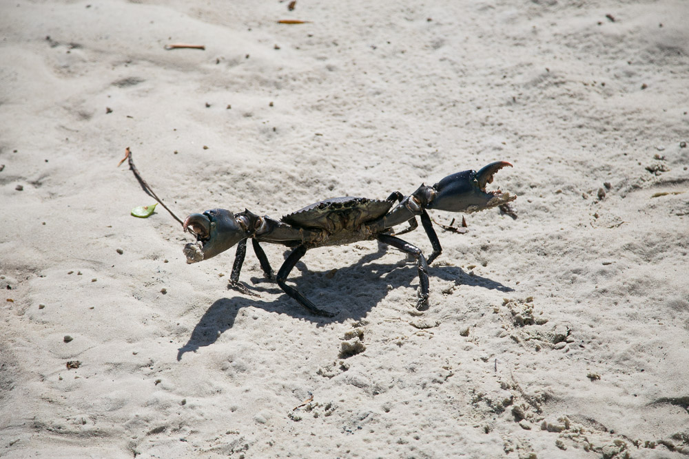 brian-lee-tagalong-36