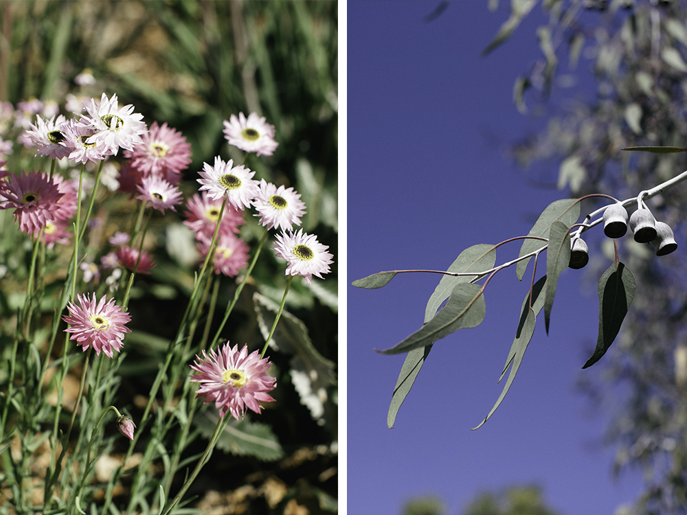 kings-park-wildflowers-10