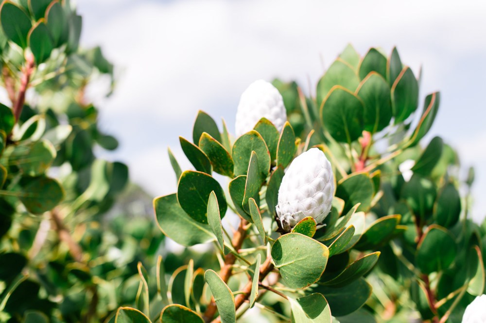 yelverton-protea-farm-10