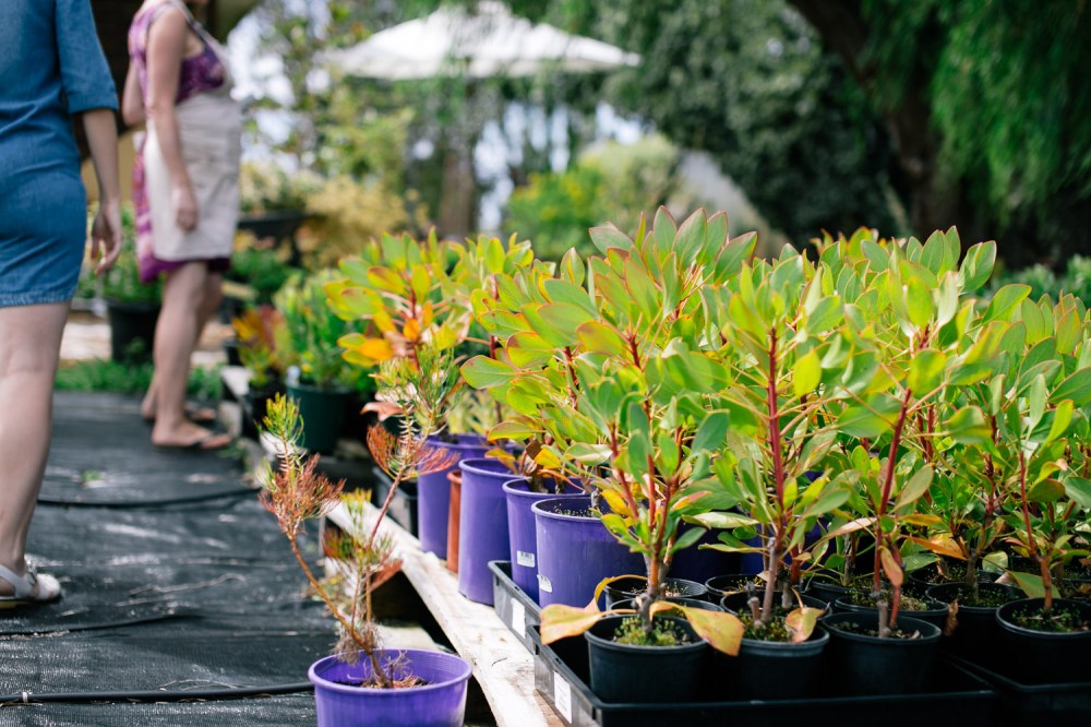 yelverton-protea-farm-2