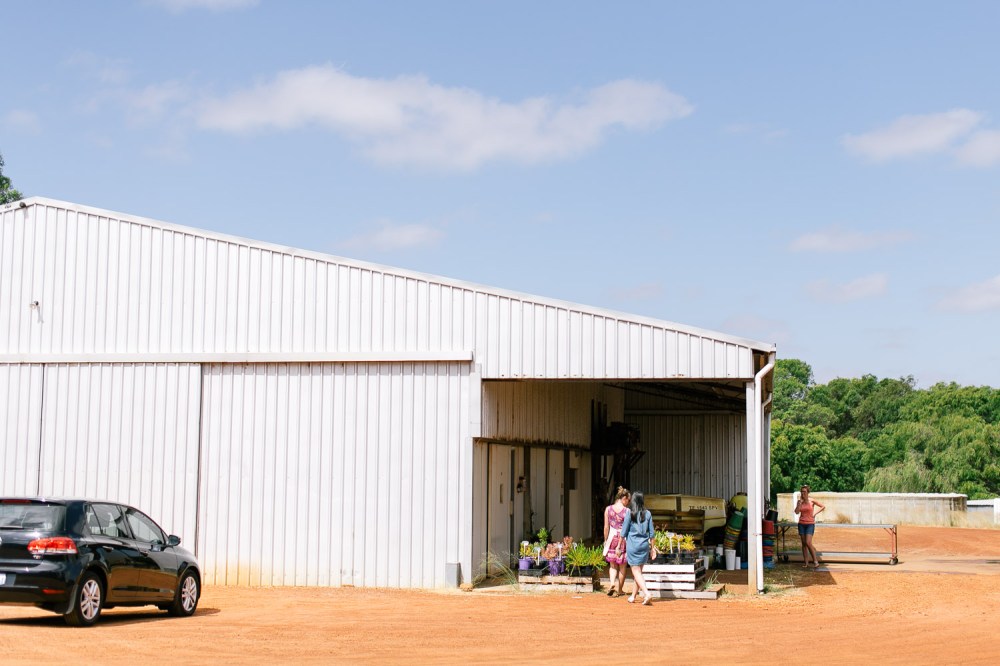 yelverton-protea-farm-5