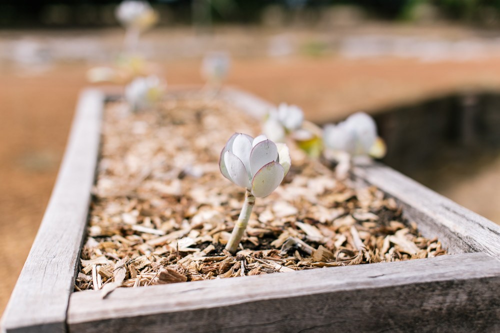 yelverton-protea-farm-6